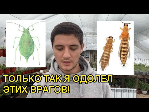 Видео: Трипс, тля, белокрылка не устоят от такой схемы борьбы с ними!