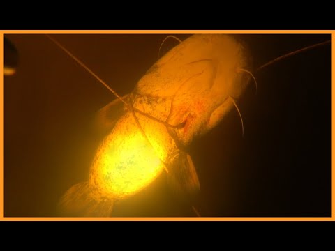 Видео: ПОЛЮВАННЯ НА СОМА В ЛИПНІ #ЕПІЗОД4 | НЕСПОДІВАНА ЗУСТРІЧ | ПІДВОДНЕ ПОЛЮВАННЯ 2024