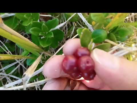 Видео: ДАЛЬНИЙ ВОСТОК. ХАБАРОВСКИЙ КРАЙ НА БРУСНИКЕ 2025