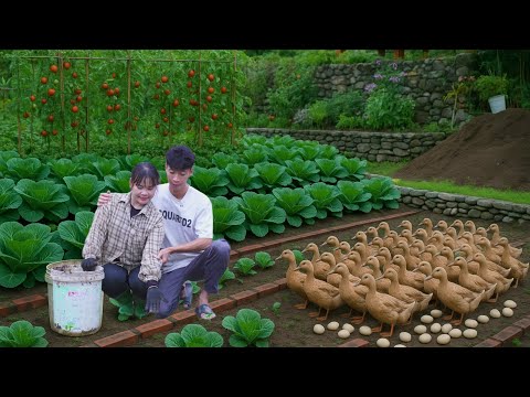 Видео: Новое начало: наблюдаем, как наша внесетевая ферма снова процветает после наводнения