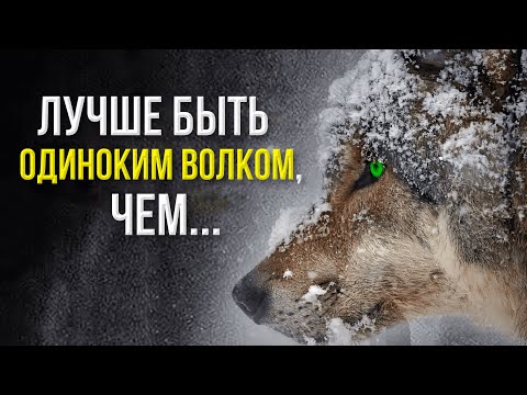 Видео: 🐺 Мысли волка | Лучшие цитаты про одиночество со смыслом