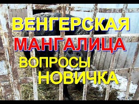 Видео: Венгерская мангалица (вопросы новичка)