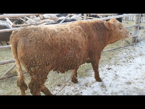 Видео: Бордақы бұқалар туралы әңгіме.Бұқаның салмағы.