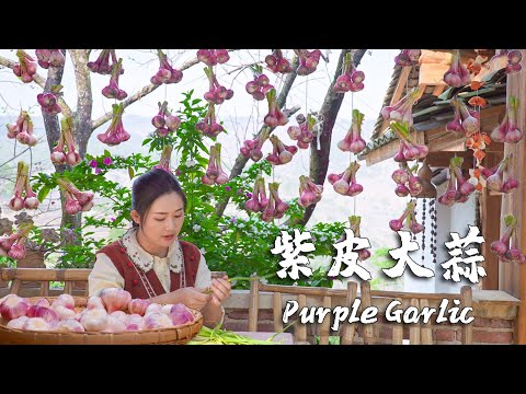 Видео: Фиолетовый чеснок: пряный и незаменимый аромат для обеденных столов провинции Юньнань [Дяньси Сяогэ]