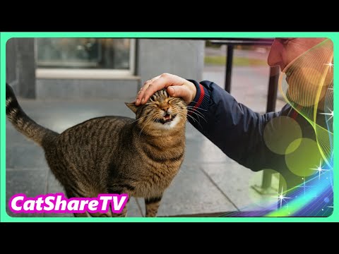 Видео: Покатали Толстого Бездомного Кота! 🌟