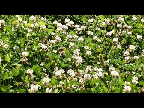 Видео: Медоносная база августа.