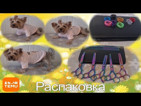 Видео: Расплавка  Temu  набор ножниц для груминга кофта для Йорка