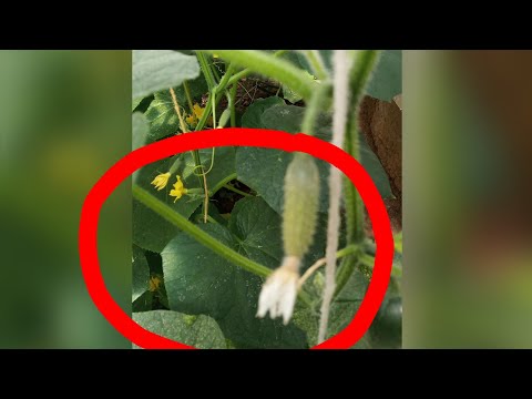 Видео: Қияр түйнегі неге сарғаяды? Қысқаша түсінік....