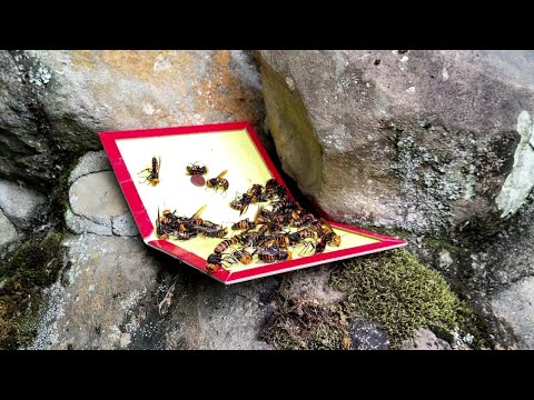 Видео: Отлов гигантских японских шершней с помощью клеевого листа