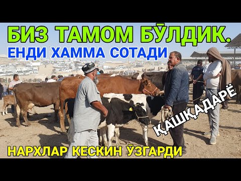 Видео: ЕНДИ ХАММА СОТАДИ. СИГИР НАРХЛАРИ КЕСКИН ӮЗГАРДИ. ҚАШҚАДАРЁ ЧИРОҚЧИ ЖАХОН БОЗОРИ. 11-СЕНТАБР 2025-ИЛ