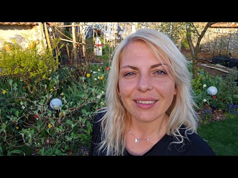 Видео: МУЛЧИРАНЕ и ЗАСЯВАНЕ на краставици и тиквички