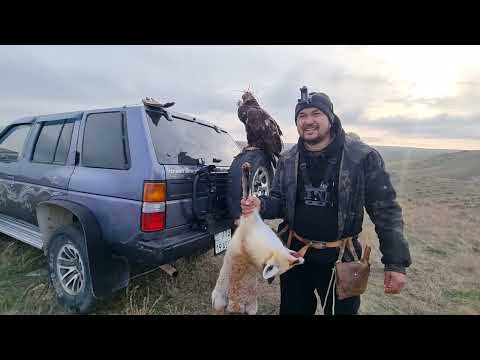 Видео: Бүркітті түлкіге салу 2024| 4k Eaglefalconry POV hunting on fox| Охота с беркутом на лису