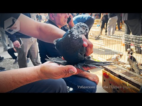 Видео: Птичий рынок г. Ташкент - ГОЛУБИ (11.10.2025)