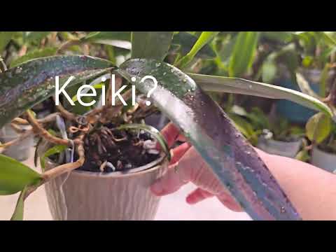 Видео: Интересная Cattleya keiki?