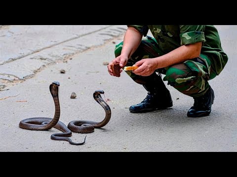 Видео: Солдат Кормил Змей И Не Догадывался О Последствиях!
