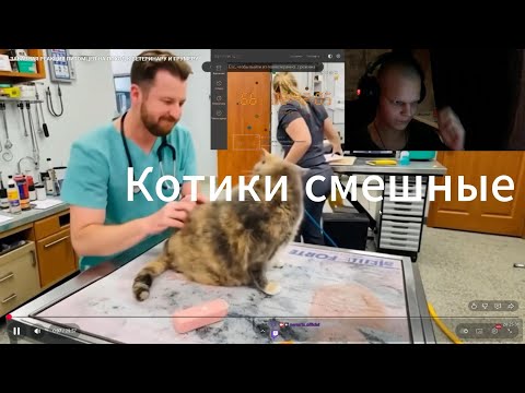 Видео: pERON1X Смотрит ЗАБАВНАЯ РЕАКЦИЯ ПИТОМЦЕВ НА ПОХОД К ВЕТЕРИНАРУ И ГРУМЕРУ