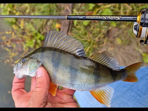 Видео: Отрыв  с микрухой на городском прудике