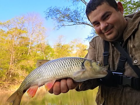 Видео: ловля голавля в горах,откуда здесь щука?