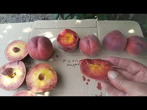 Видео: Персики- Роял ( Глорі , Маджестік , Лі).