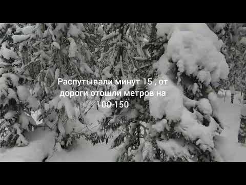 Видео: 14.01.2024.С русской гончей охота на зайца , первый в 2024 на старый-новый год