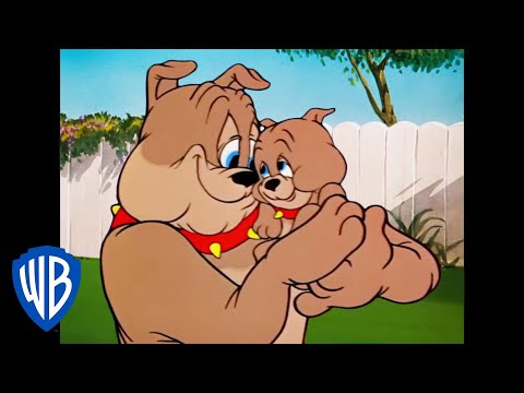 Видео: Том и Джерри | Спайк, папа года. | WB Kids