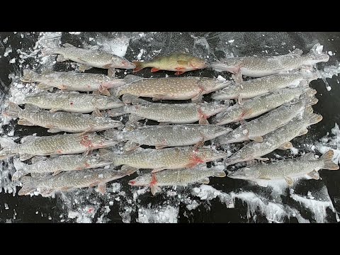 Видео: ОБЛОВИЛ СЫНОК ОТЦА, ДА И ВСЕХ РЫБАКОВ)! ПЕРВЫЙ ЛЁД 23-24, ВСЕ ЩУКИ В КАДРЕ! ЖЕРЛИЦЫ НАС ПОГОНЯЛИ!