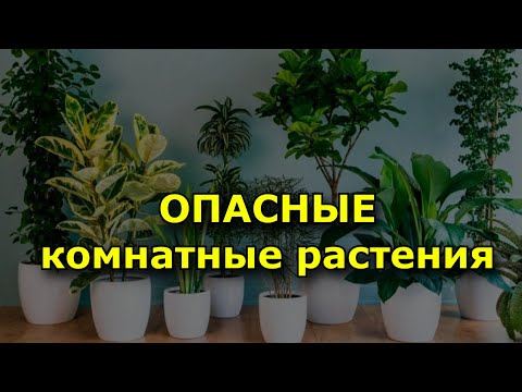 Видео: Самые опасные комнатные растения. (15 ядовитых цветов).