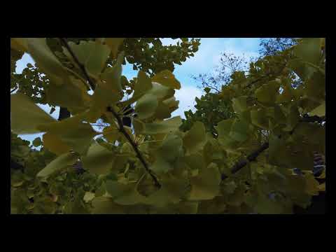 Видео: Хотелски комплекс Дивеците, село Ичера, Община Сливен