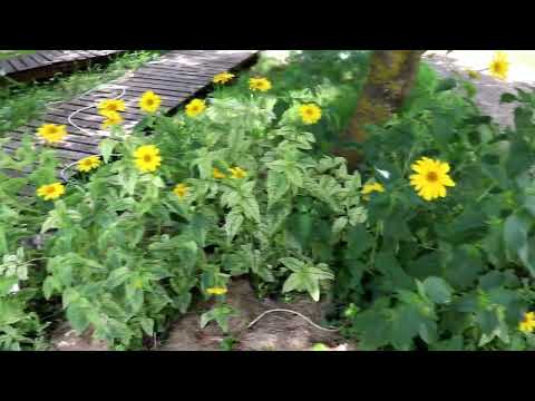 Видео: МОЙ САД И ОГОРОД 16 ИЮНЯ
