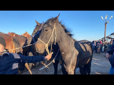 Видео: Туркестан Мал Базар. Жылқы Айғыр Бие Байтал Тай Жабағы 31.03.2024