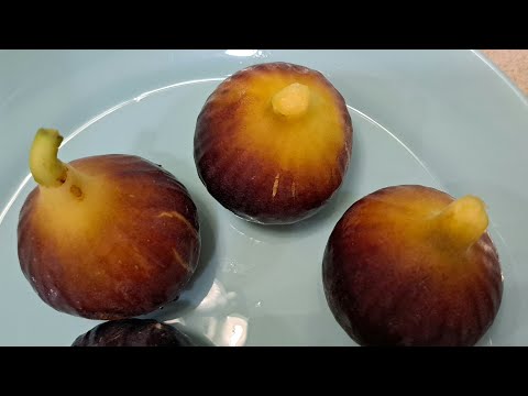 Видео: Инжир Кипрский Черный, Зеленый Крупный, Зеленый Поздний , Виолет де Сольес.