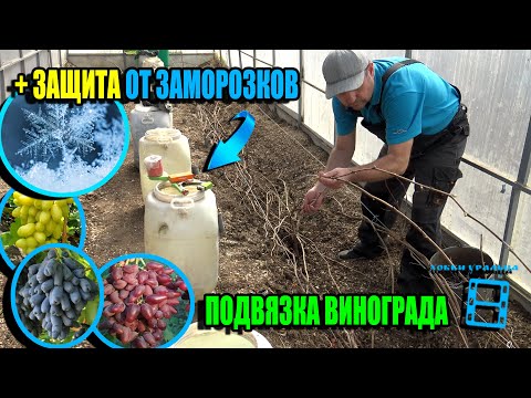 Видео: ПОДВЯЗКА ВИНОГРАДА В СЕВЕРНОМ РЕГИОНЕ + ЗАЩИТА ОТ ЗАМОРОЗКОВ. СЕВЕРНЫЙ ВИНОГРАДНИК 24-10