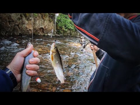 Видео: ХАРИУС НА МАЛЫХ РЕКАХ !!! РЫБАЛКА КАЙФ