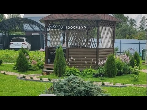Видео: Черенкование голубой ели. Укоренение.Сад, огород.