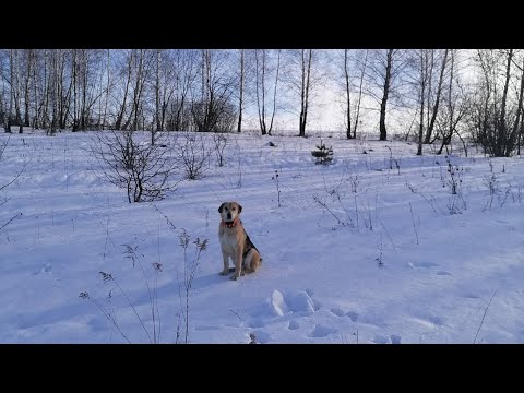 Видео: Охота с гончими