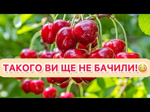 Видео: Що буде ,якщо прищепити черешню на вишню? Дивіться самі!