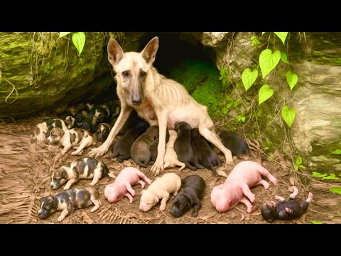Видео: Устойчивость этой собачьей мамы 🐕 шокирует! Как она встретила новую жизнь? ❤️👍