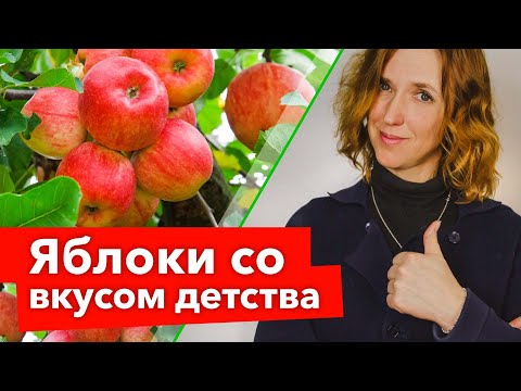 Видео: СТАРИННЫЕ СОРТА ЯБЛОНЬ, от которых я никогда не откажусь! Восхитительный вкус, высокая зимостойкость