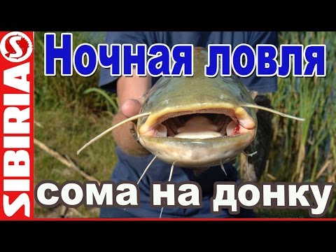 Видео: В ночь на СОМА ! Рыбалка с ночевкой Ночная ловля сома на донку