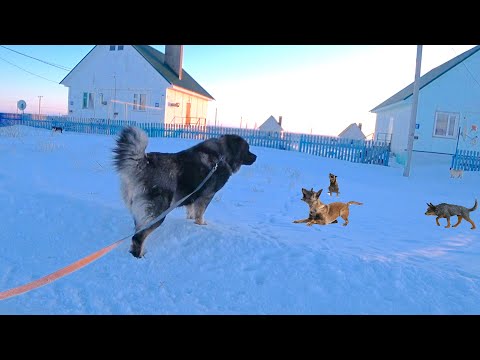 Видео: Кавказские овчарки / Толпа дворняг / Animals and Nature