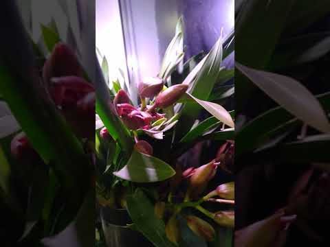 Видео: почему не цветет цимбидиум?? что делать??ура! у меня зацвел!!!