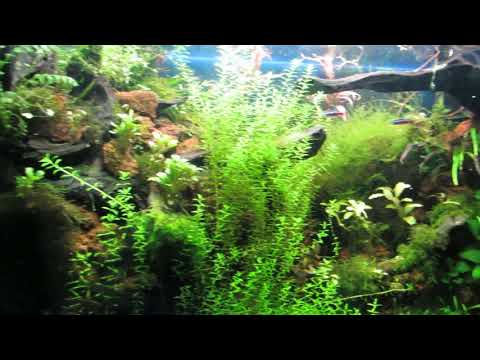 Видео: Аквариум дома. 8 месяцев без УДО, без Подмен, без ...