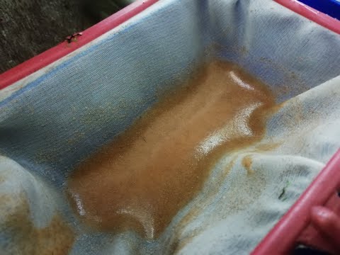 Видео: Как промыть артемию от яиц