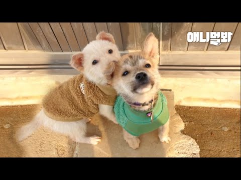 Видео: Мать Собака Осталась Одна После 7 Щенки Получить Приняты