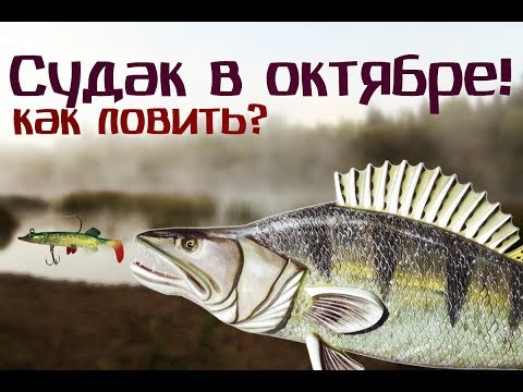 Видео: Судак в октябре. Как ловить правильно?