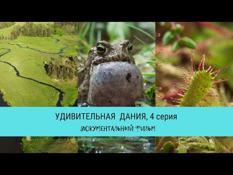 Видео: Удивительная Дания, 4 серия / Рейтинг 9,8 / Документальный фильм (2020)