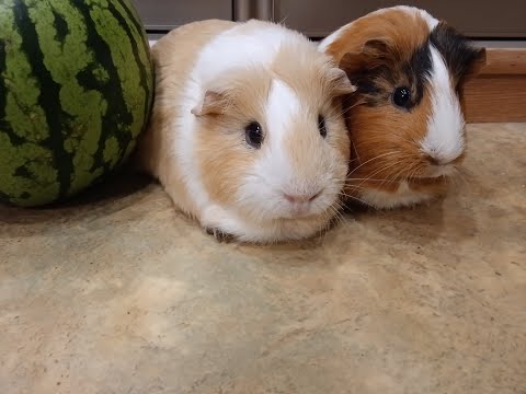 Видео: Хрюши в поисках еды часть 3