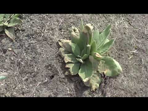 Видео: Жук-кравец или стригун - как извести его