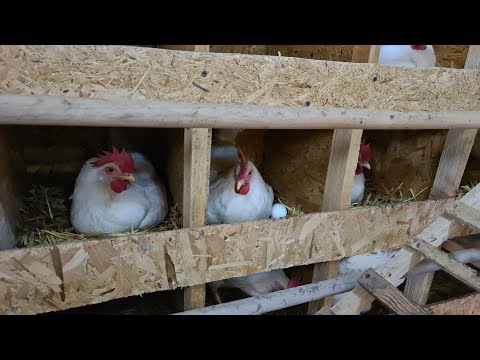 Видео: 150 кур несушек. Заказы расписаны на 20 дней вперёд, нужно больше кур несушек!!!