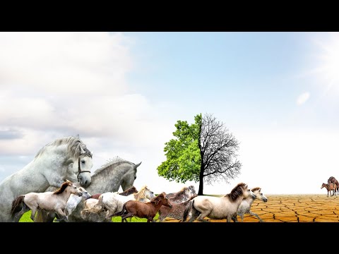Видео: ПОТРЯСАЮЩИЕ факты о борьбе диких лошадей с изменением климата